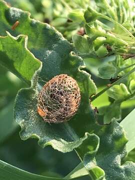 Image of Dock Hyper Weevil
