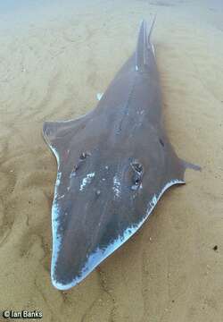 Image of White-spotted Guitarfish