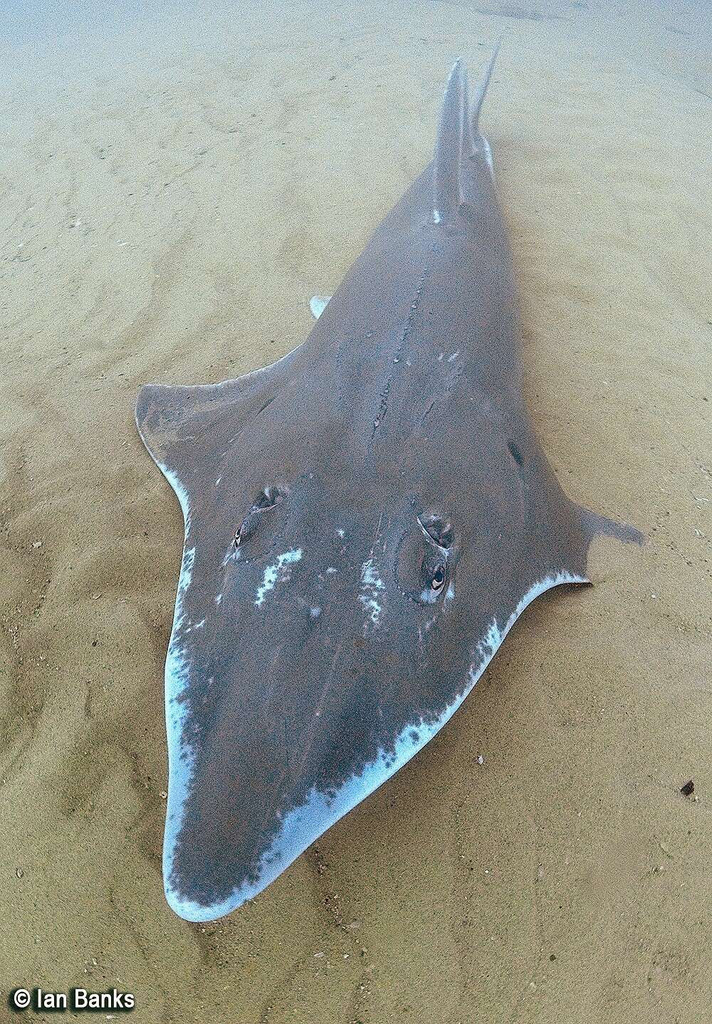 Image of White-spotted Guitarfish