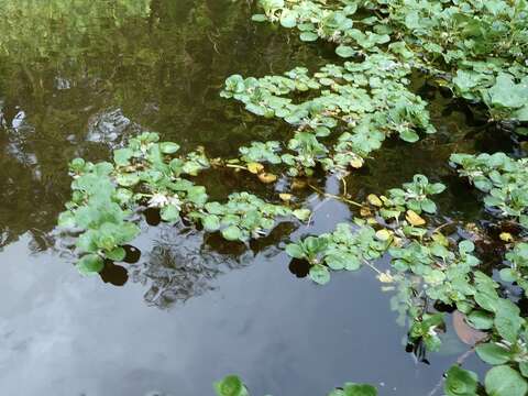 Image of Ludwigia helminthorrhiza (Mart.) Hara