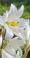 Image of Madonna lily