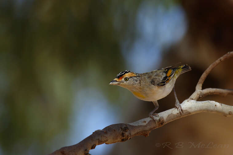 Imagem de Pardalotus rubricatus Gould 1838