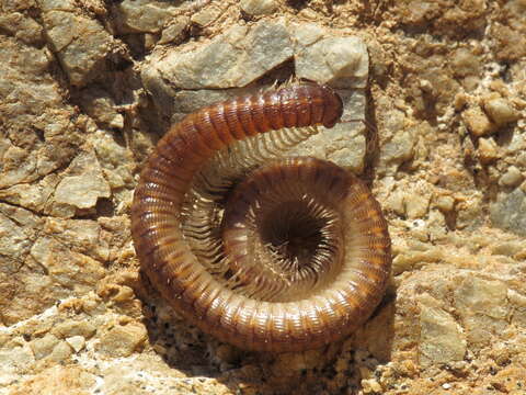 Image of Cyphocallipus excavatus Verhoeff 1909