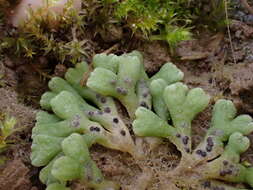 Image of Riccia bifurca Hoffm.