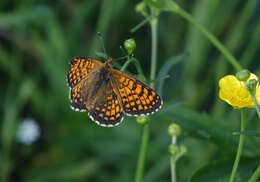 Image of Melitaea arcesia Bremer 1861