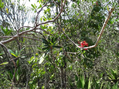 Image of Euphorbia helenae Urb.