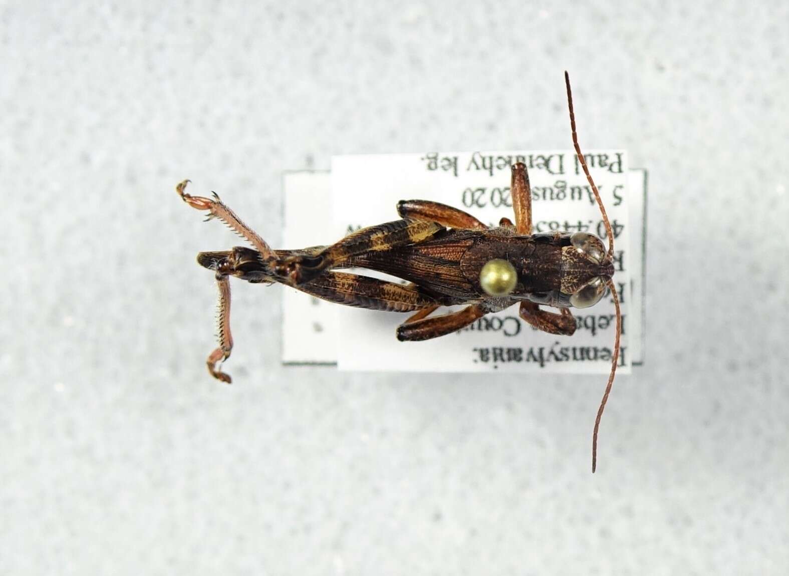 Melanoplus keeleri Thomas & C. 1874的圖片