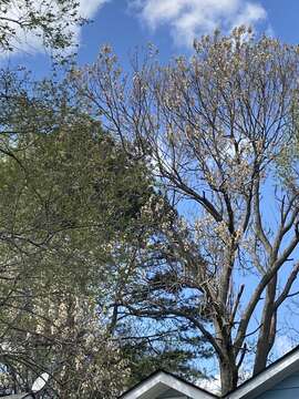 Plancia ëd Paulownia fortunei (Seem.) Hemsl.