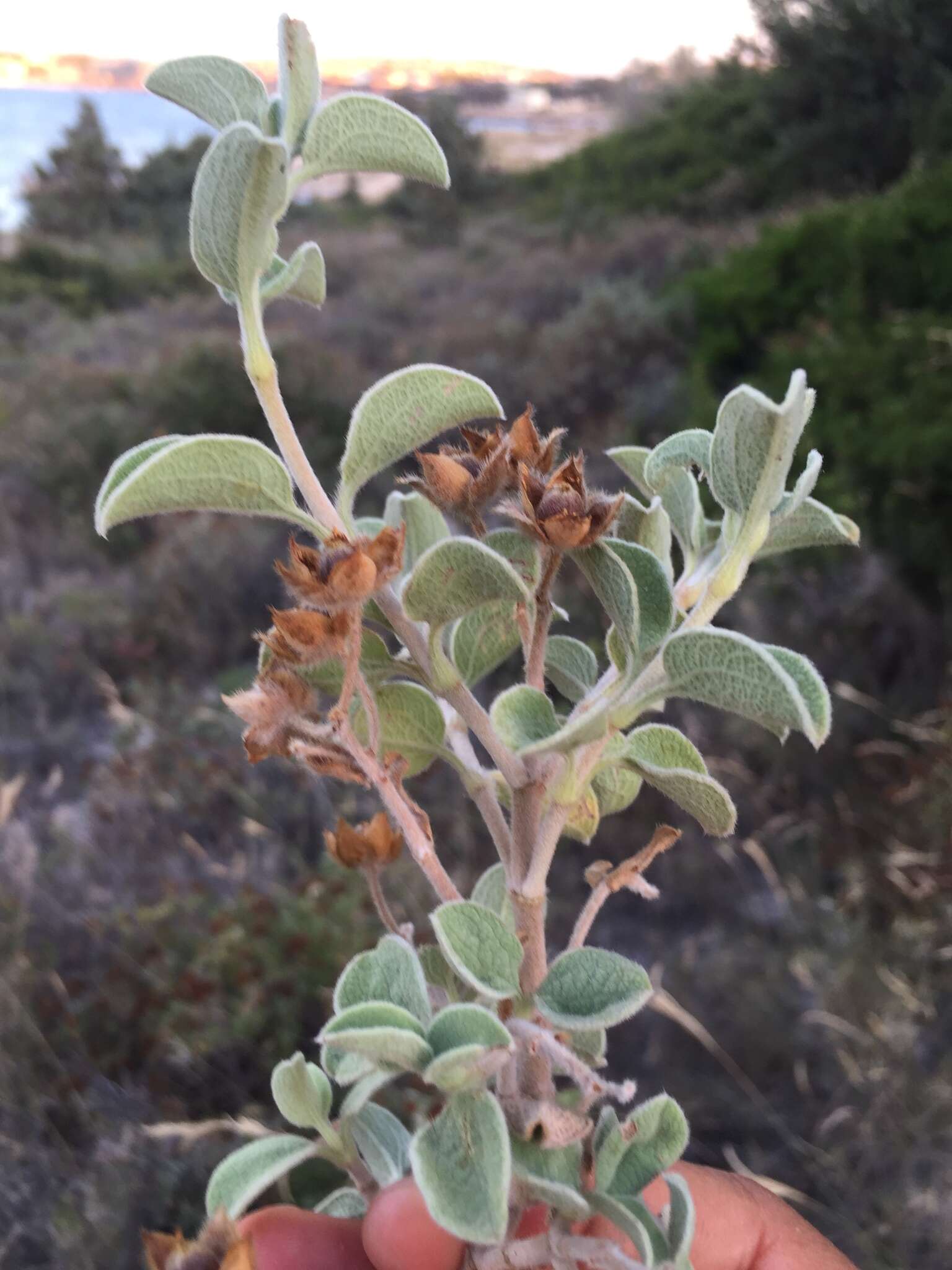 Image of Cistus parviflorus Lam.