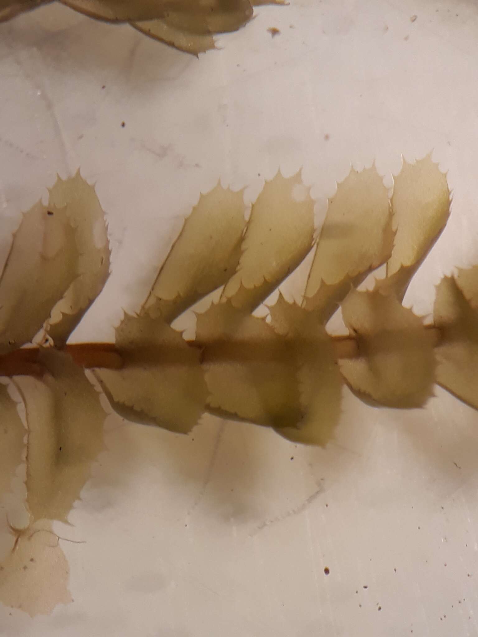 Image of Plagiochila colensoi Hook. fil. & Taylor
