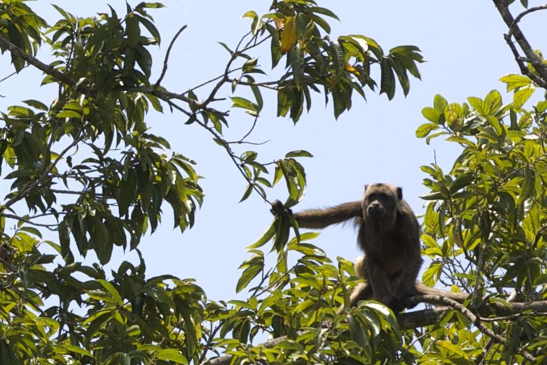 Plancia ëd Alouatta caraya (Humboldt 1812)