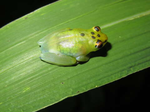 Image of Water Lily Frog