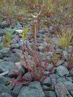 Image of Showy dandelion