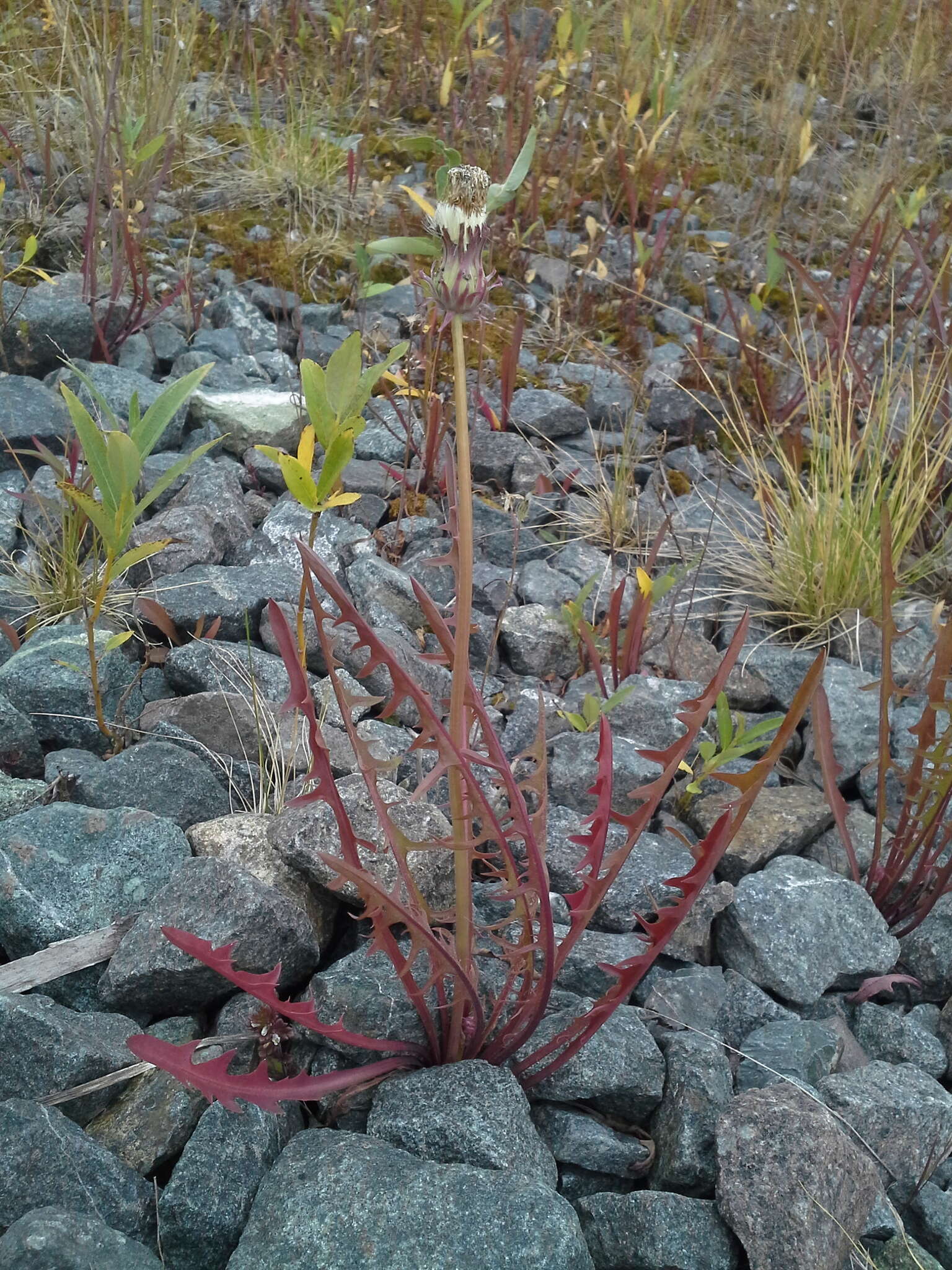 Image of Showy dandelion