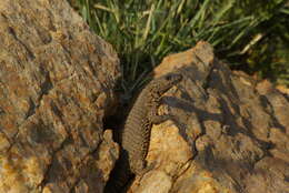 Image of Van Dam's Girdled Lizard