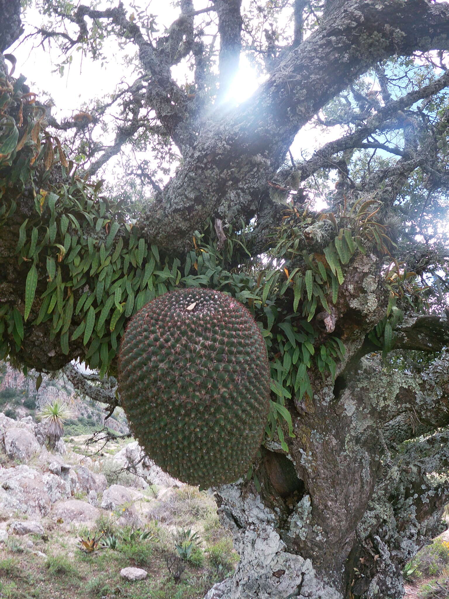 Imagem de Mammillaria polythele Mart.