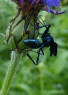 Image of Blue Mud Wasps