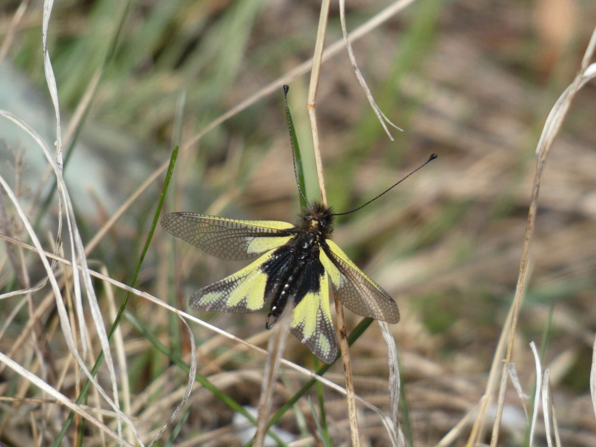 Image of Owly sulphur