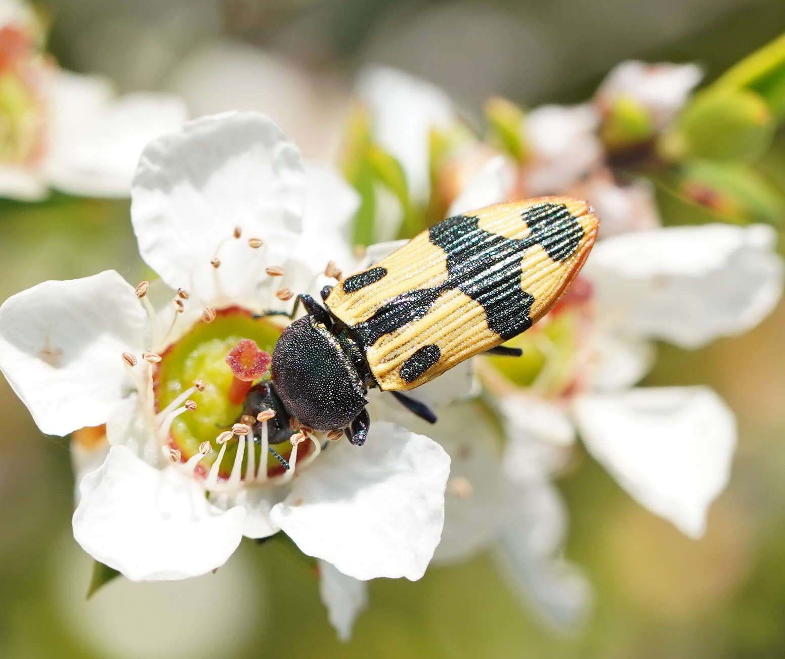 Image of Castiarina interstitialis (Carter 1931)