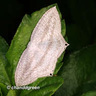 Image of Acropteris ciniferaria Walker