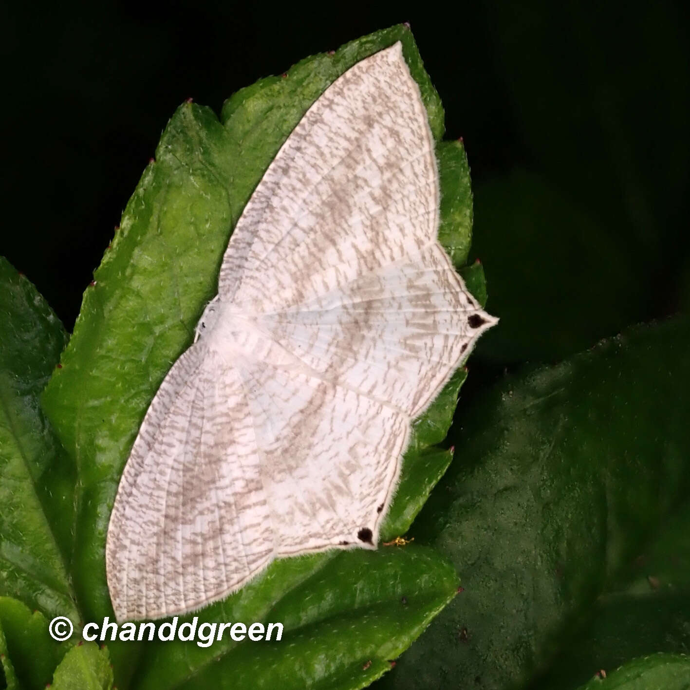 Image of Acropteris ciniferaria Walker