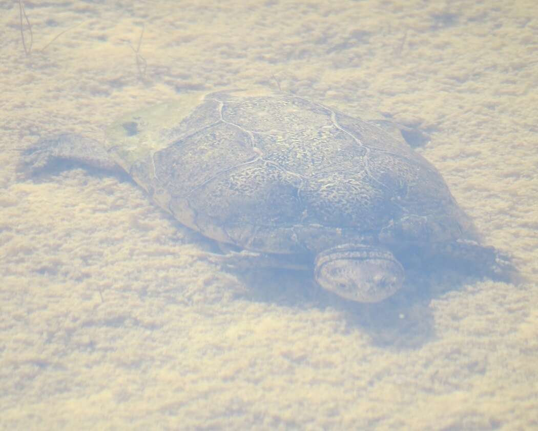 Image of Coahuilan box turtle