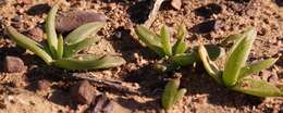 Image of Bulbine succulenta Compton