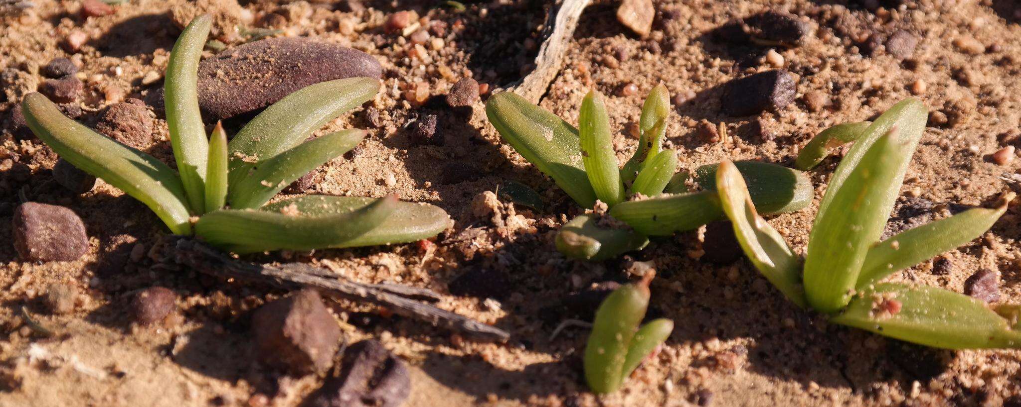 Image of Bulbine succulenta Compton