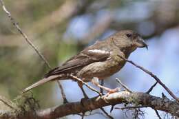 Image of Hispaniolan Crossbill