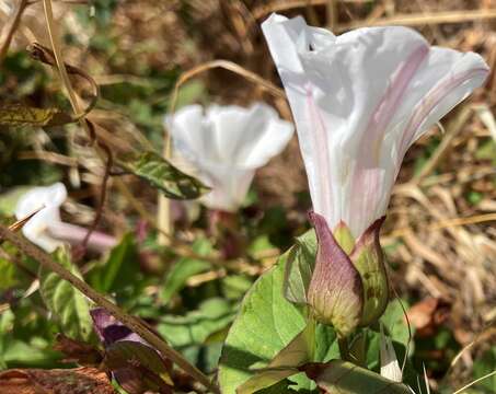 Image of Calystegia lucana (Ten.) G. Don fil.