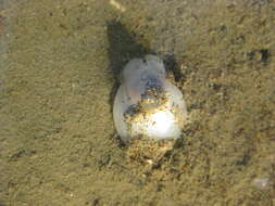 Image of Sea snail