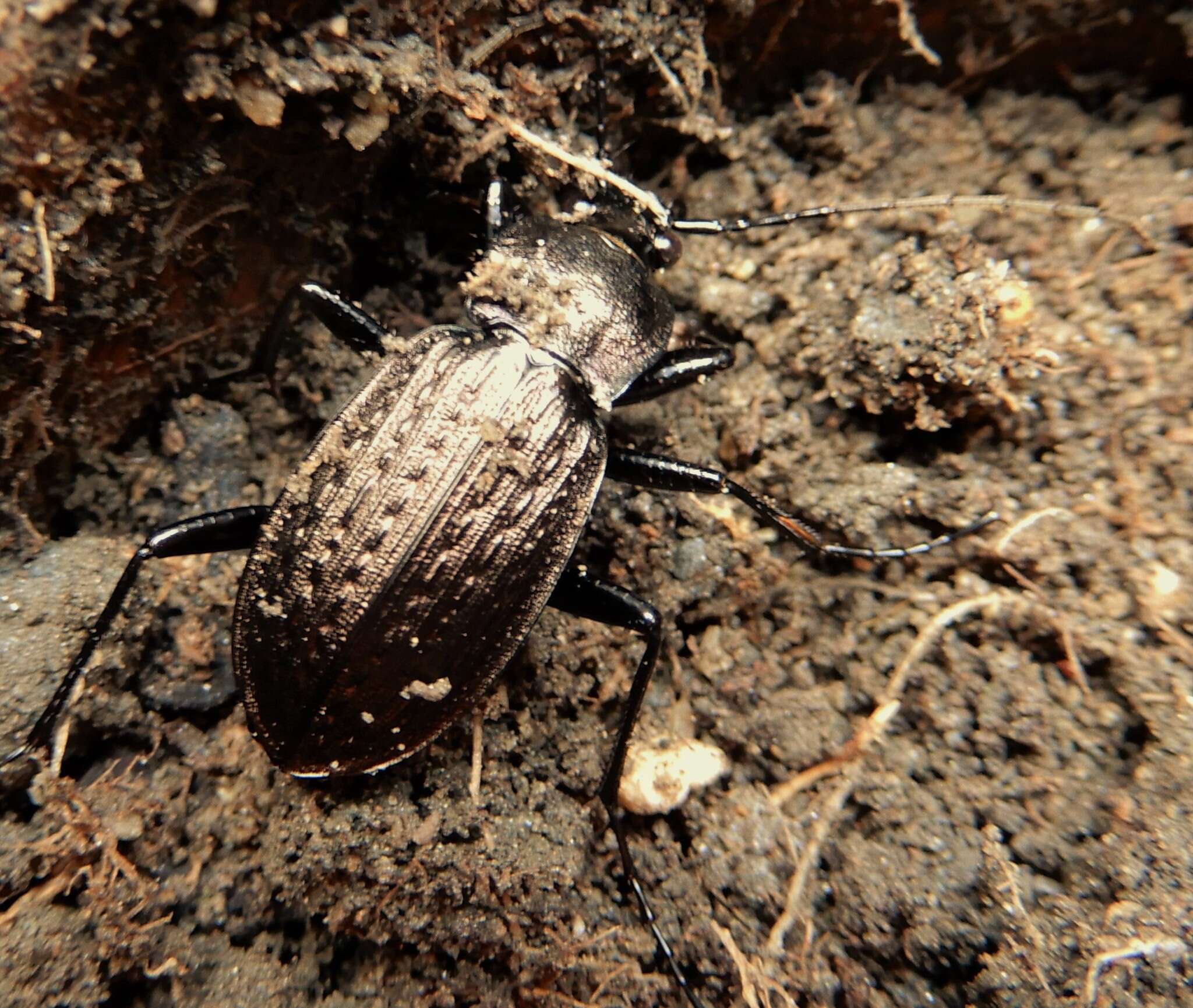 Image of Granulated Carabid