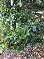 Image of Japanese privet