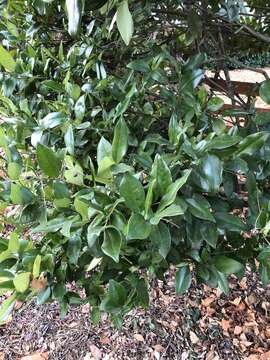 Image of Japanese privet