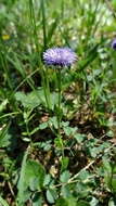 Image of Globularia bisnagarica L.