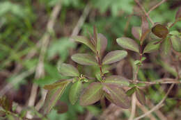 Image de Lonicera caerulea subsp. pallasii (Ledeb.) Browicz