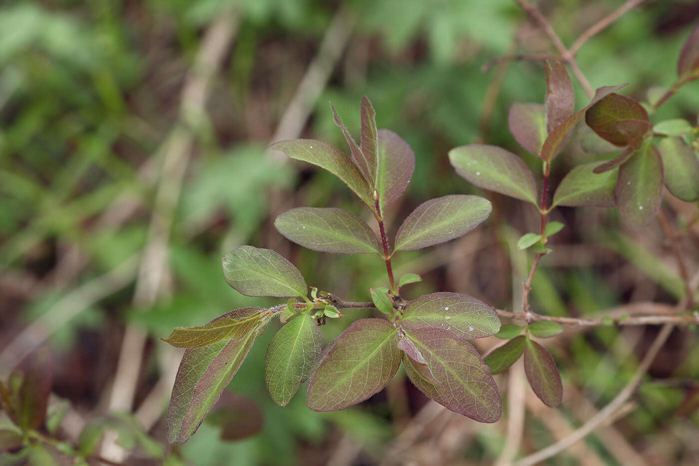 Imagem de Lonicera caerulea subsp. pallasii (Ledeb.) Browicz