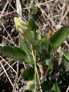 Imagem de Ruellia caroliniensis var. heteromorpha (Fern.) R. W. Long