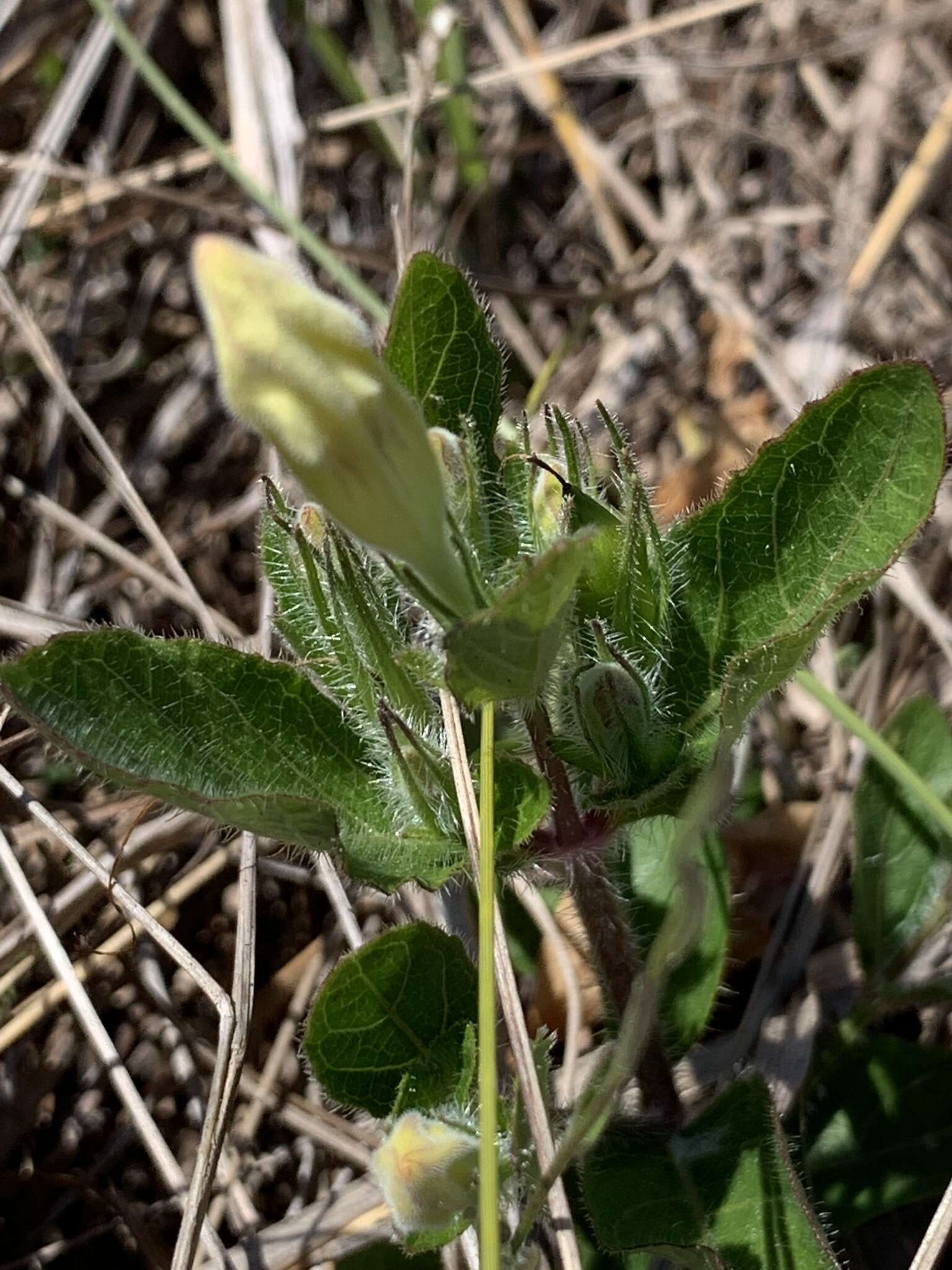 Image of Ruellia caroliniensis var. heteromorpha (Fern.) R. W. Long