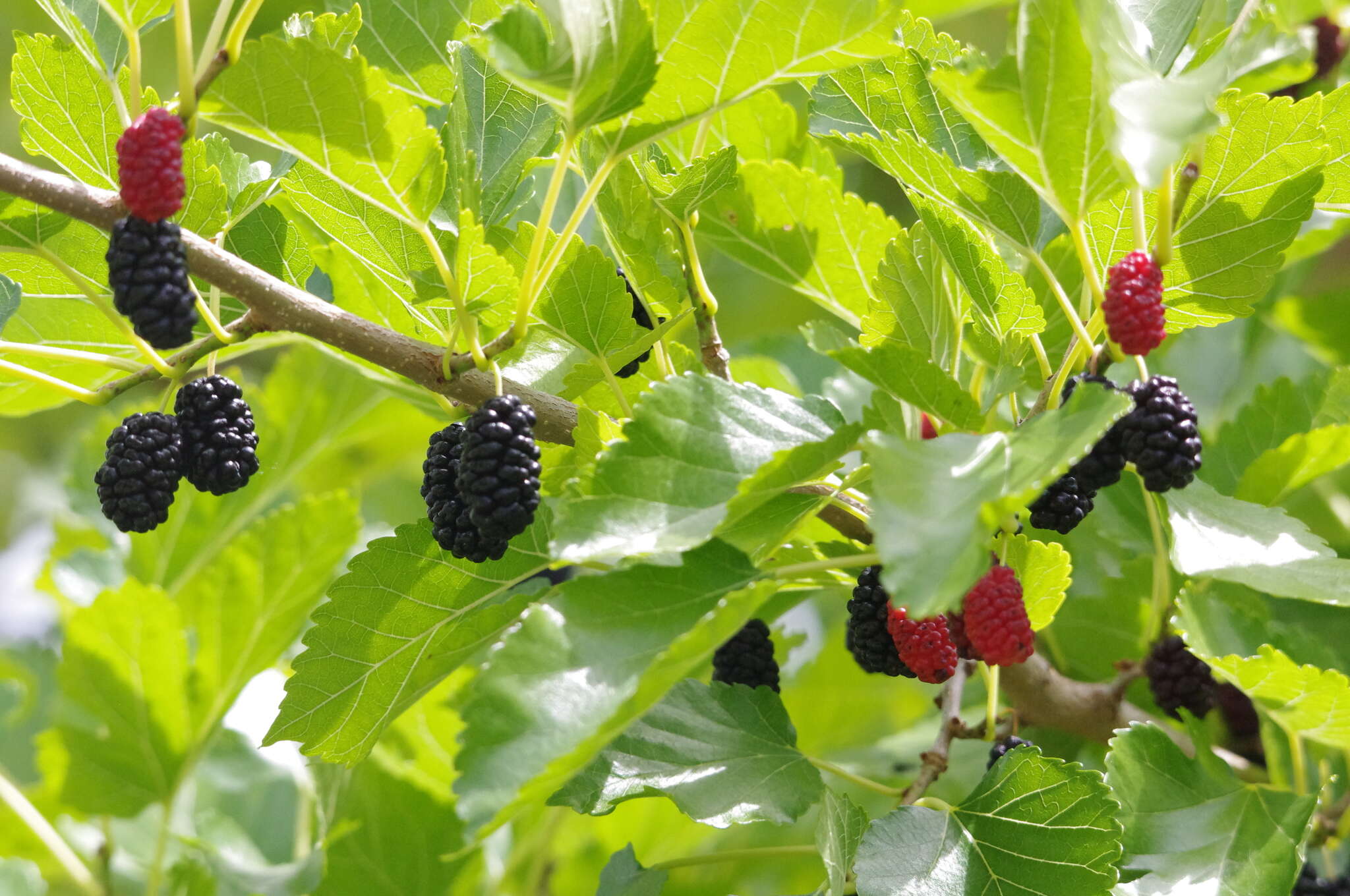 Image of white mulberry