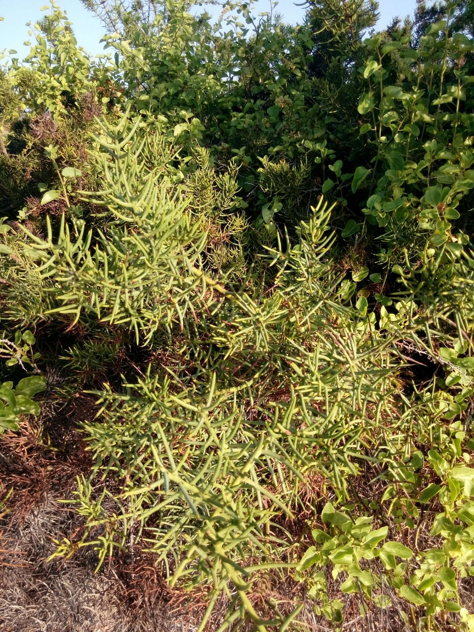 Plancia ëd Scutia spicata var. pauciflora (Hook. fil.) M. Johnston