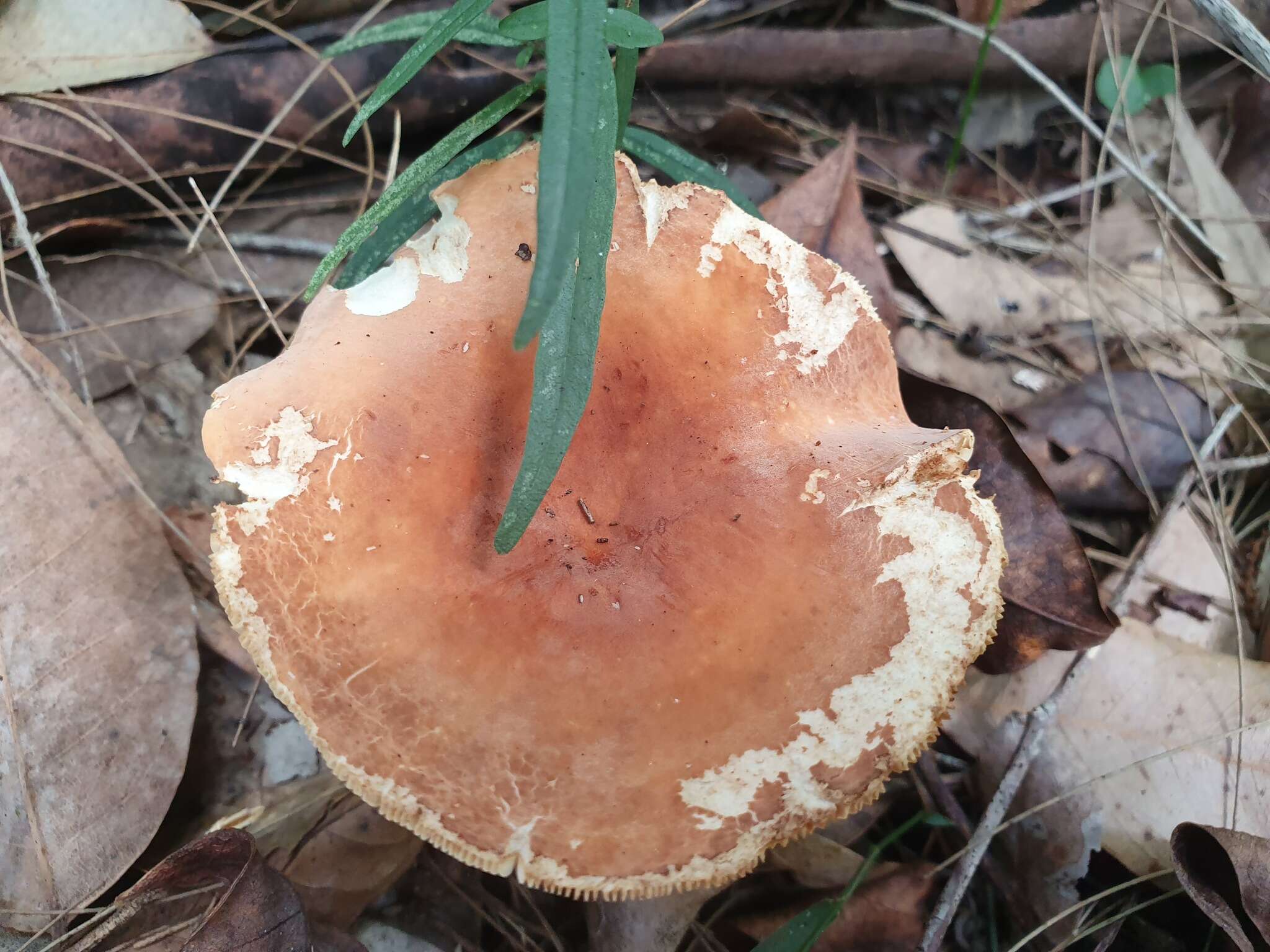 Image de Lactifluus clarkeae (Cleland) Verbeken 2012