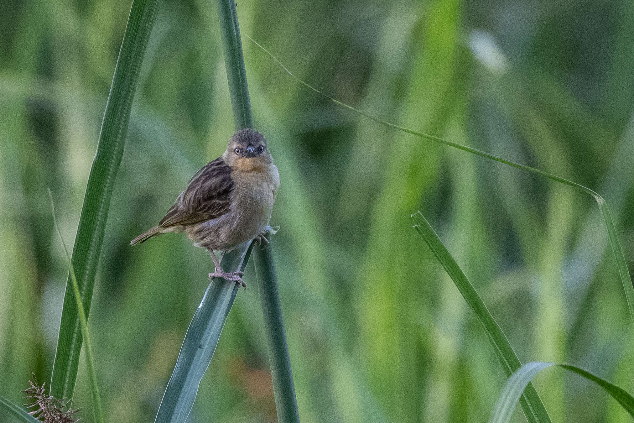 Image of Northern Brown-throated Weaver