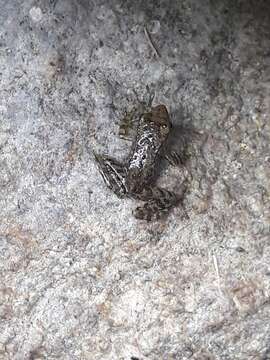 Image of Iberian Frog