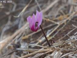 Image of <i>Cyclamen persicum</i> var. <i>autumnale</i> Grey-Wilson