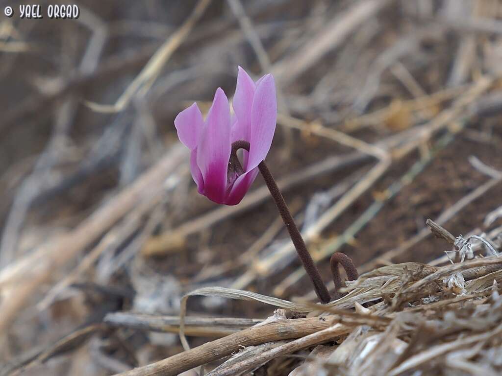 Image of <i>Cyclamen persicum</i> var. <i>autumnale</i> Grey-Wilson