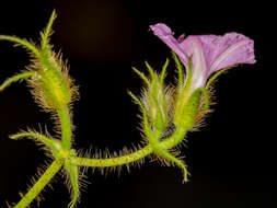 Image of Ipomoea dichroa (Roem. & Schult.) Choisy