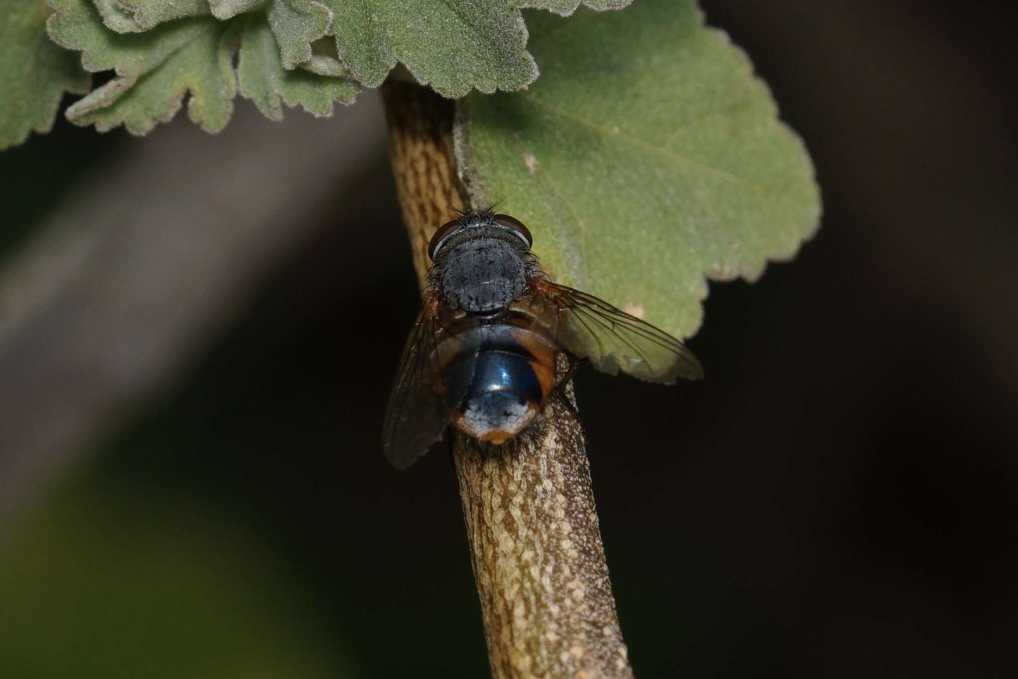 Calliphora dubia (Macquart 1855)的圖片