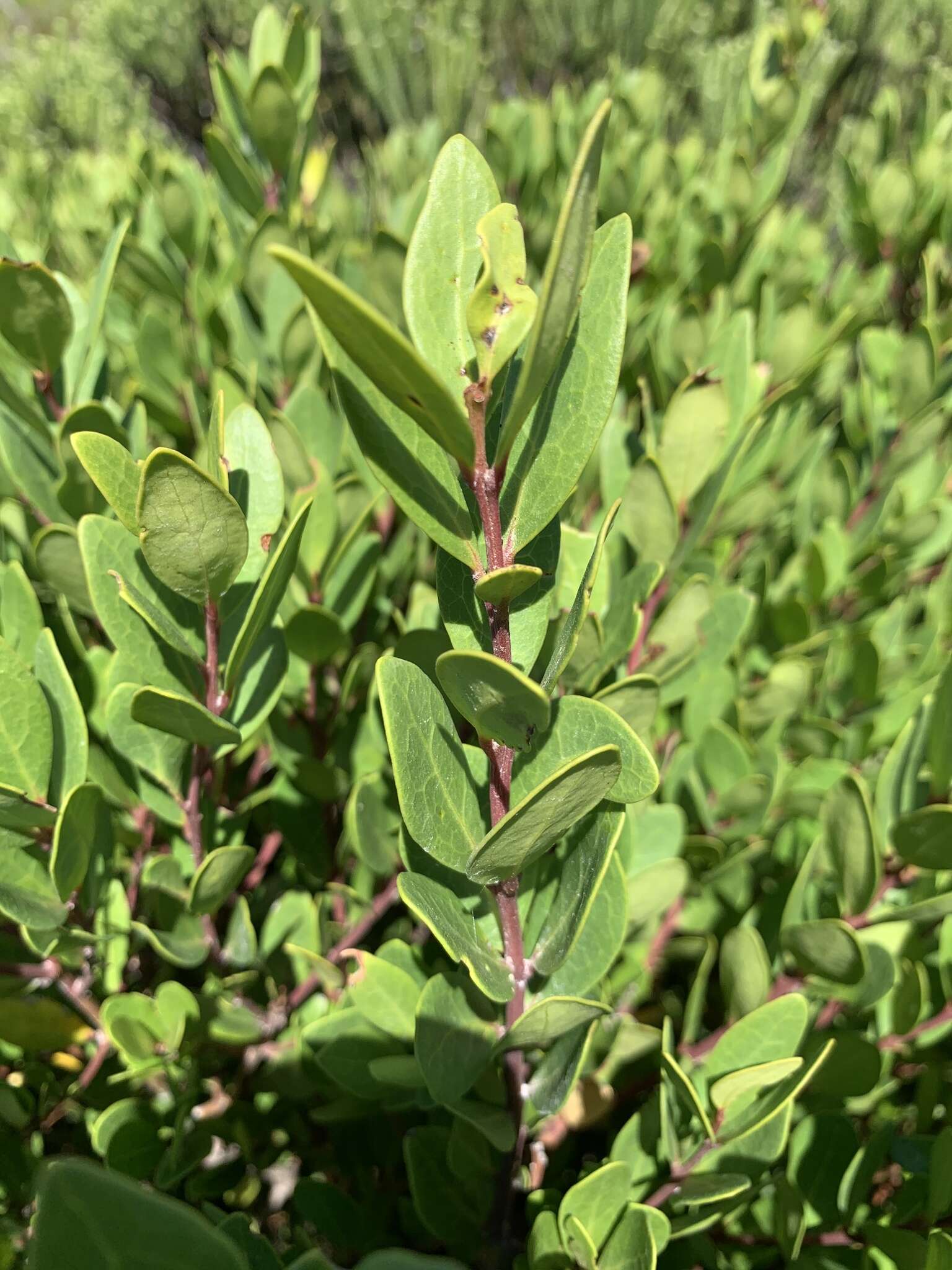 Sivun Euclea racemosa subsp. racemosa kuva