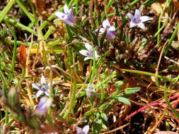 Image of Wimmerella secunda (L. fil.) Serra, M. B. Crespo & Lammers